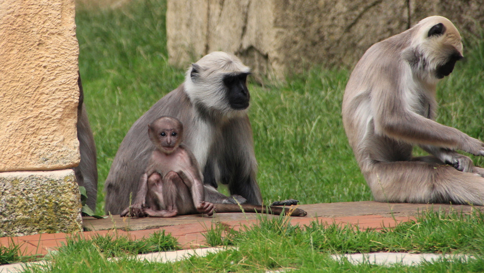 Hulman-Baby im Erlebnis Zoo Hannover im Juli 2016