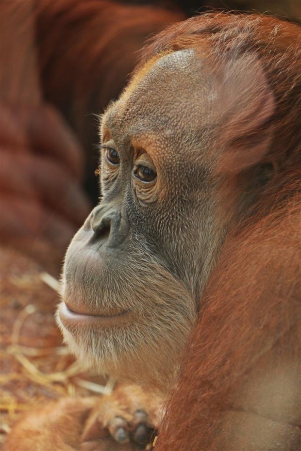 Orang-Utan Dodi in der ZOOM Erlebniswelt 2016
