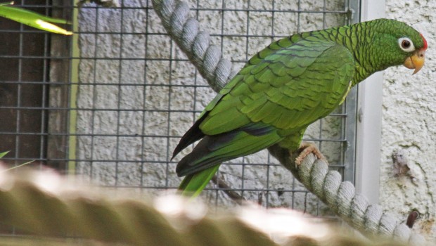 Tucuman-Amazone im Zoo Karlsruhe