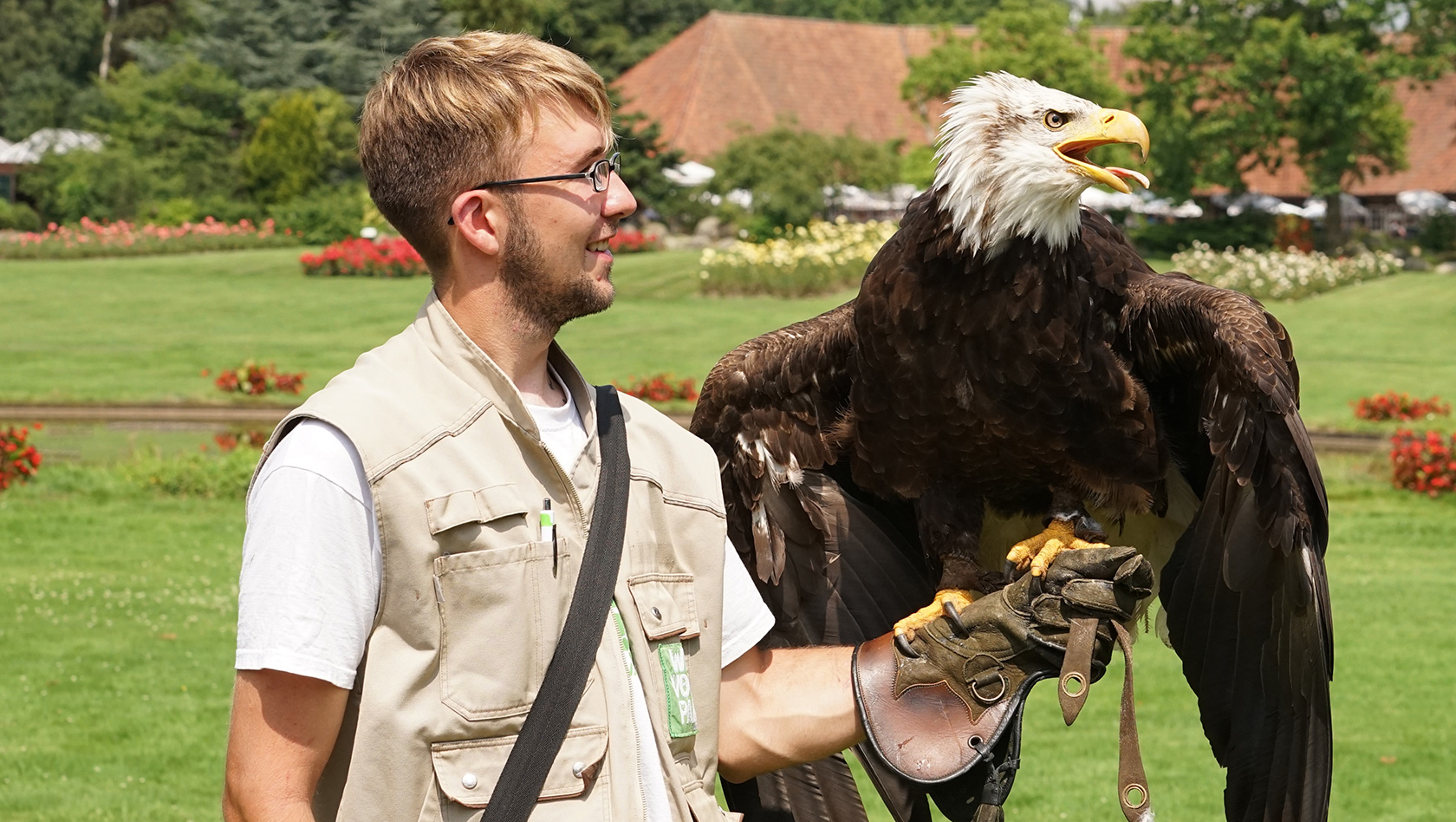 Weißkopfseeadler Lady im Weltvogelpark Walsrode mit Tiertrainer Michael Lenzgen