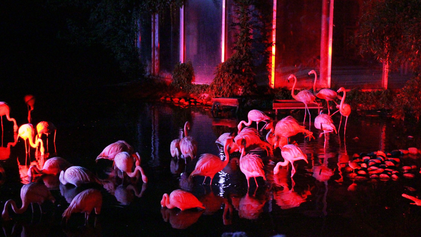 Flamingos im Zoo Osnabrück bei Nacht