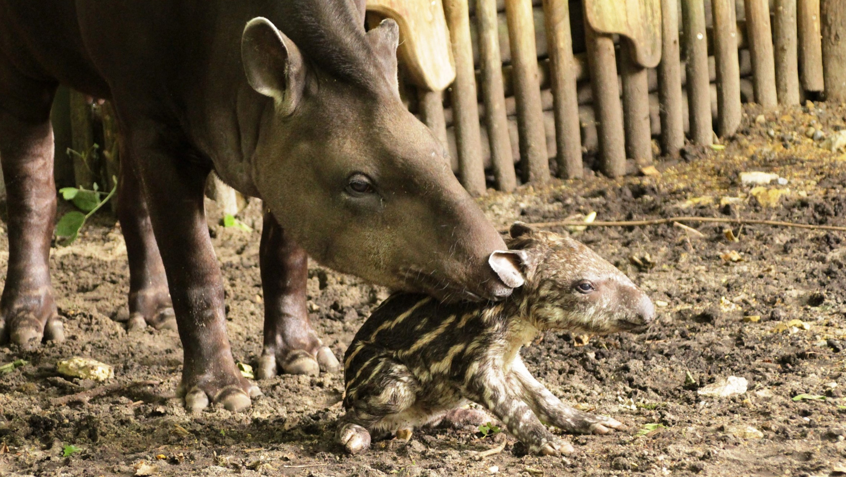 Zoo Osnabrück - Wasserschwein-Baby Amanda mit Mutter
