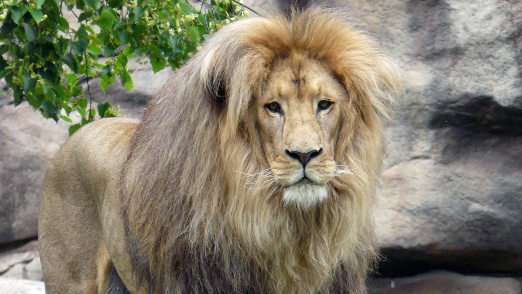 Löwe Matadi aus dem Zoo Leipzig