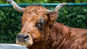 Murnau-Werdenfelser-Rind im Tierpark Hellabrunn wird 20 Jahre