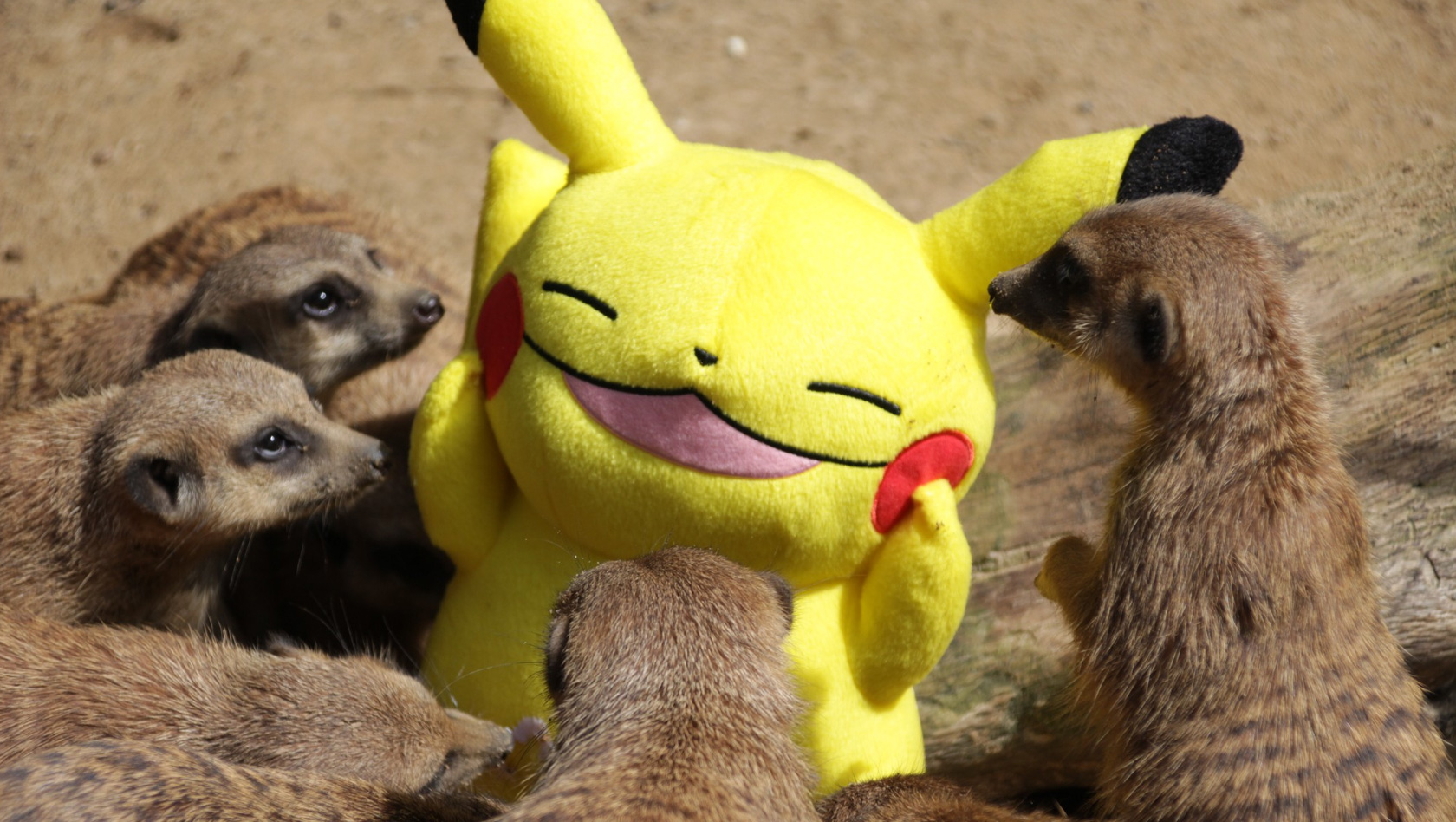 Pikachu zwischen Erdmännchen im Zoo Osnabrück