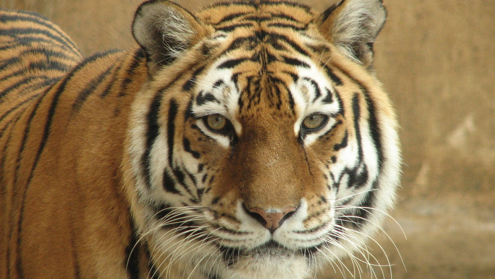 Tiger Natascha im Erlebnis-Zoo Hannover