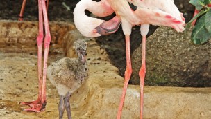 Zwergflamingo-Baby im Zoo Karlsruhe 2016