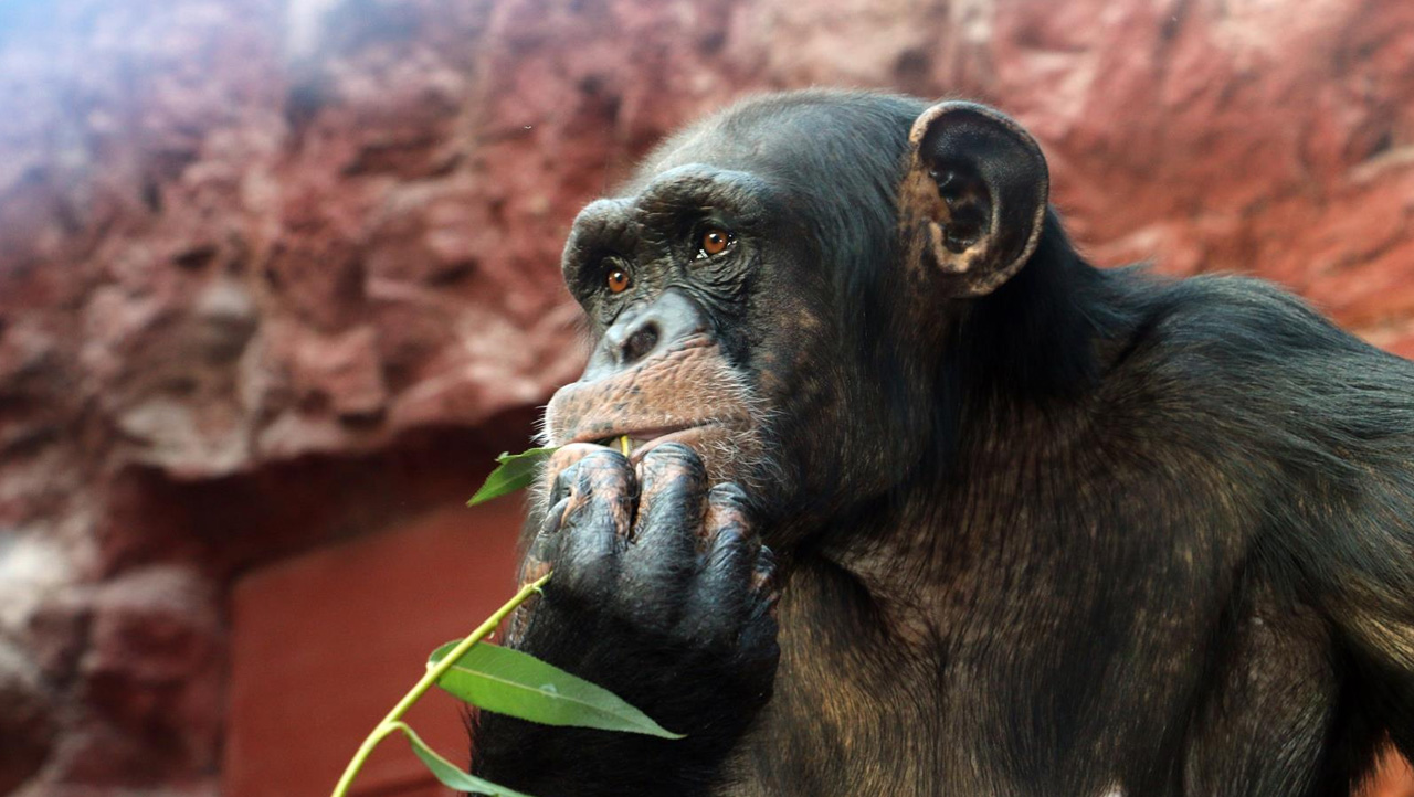 ZOOM Erlebniswelt - Schimpanse Alexandra