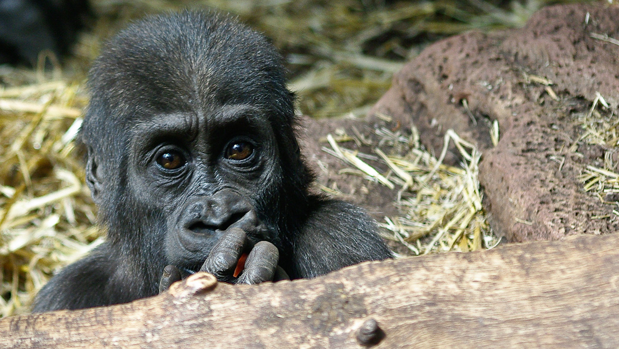 Kwame - Gorilla im Zoo Rostock