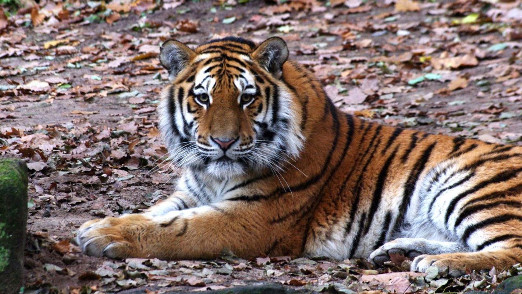 Tiger Aljoscha im Tiergarten Nürnberg