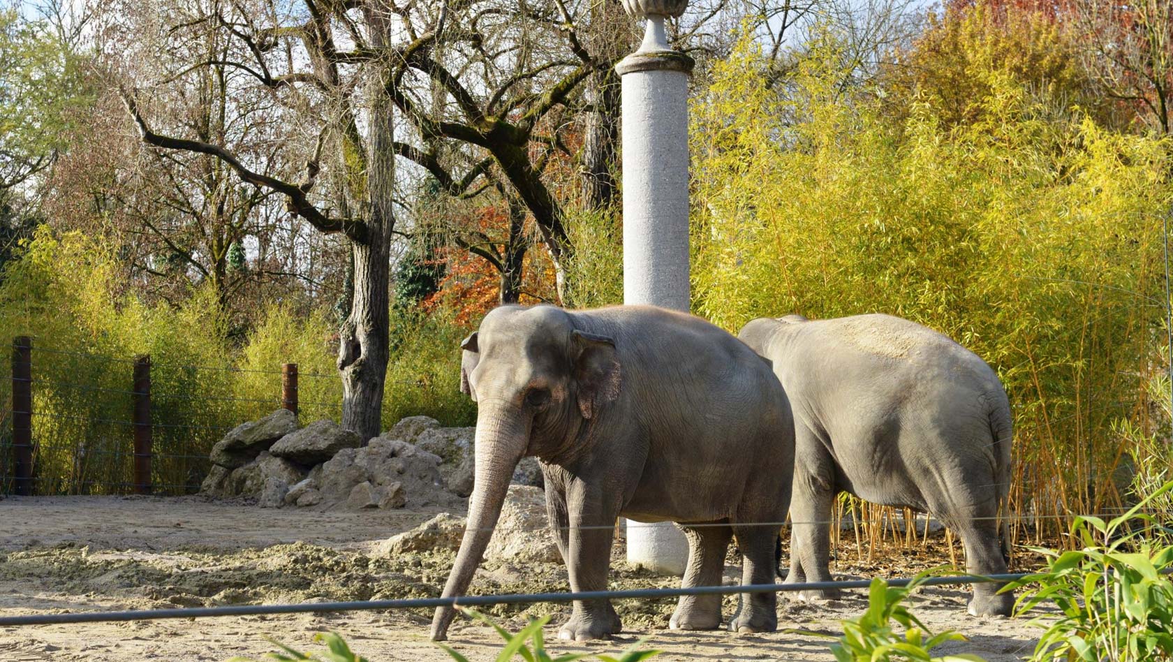 Asiatische Elefanten im Tierpark Hellabrunn auf der Außenanlage