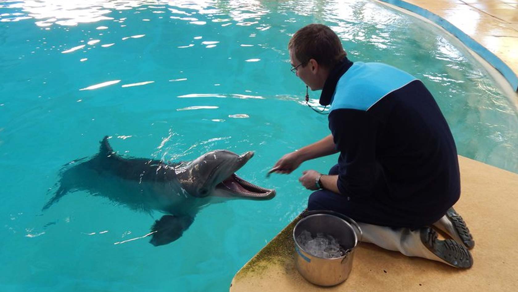 Delfin Arnie im Zoomarine Portugal