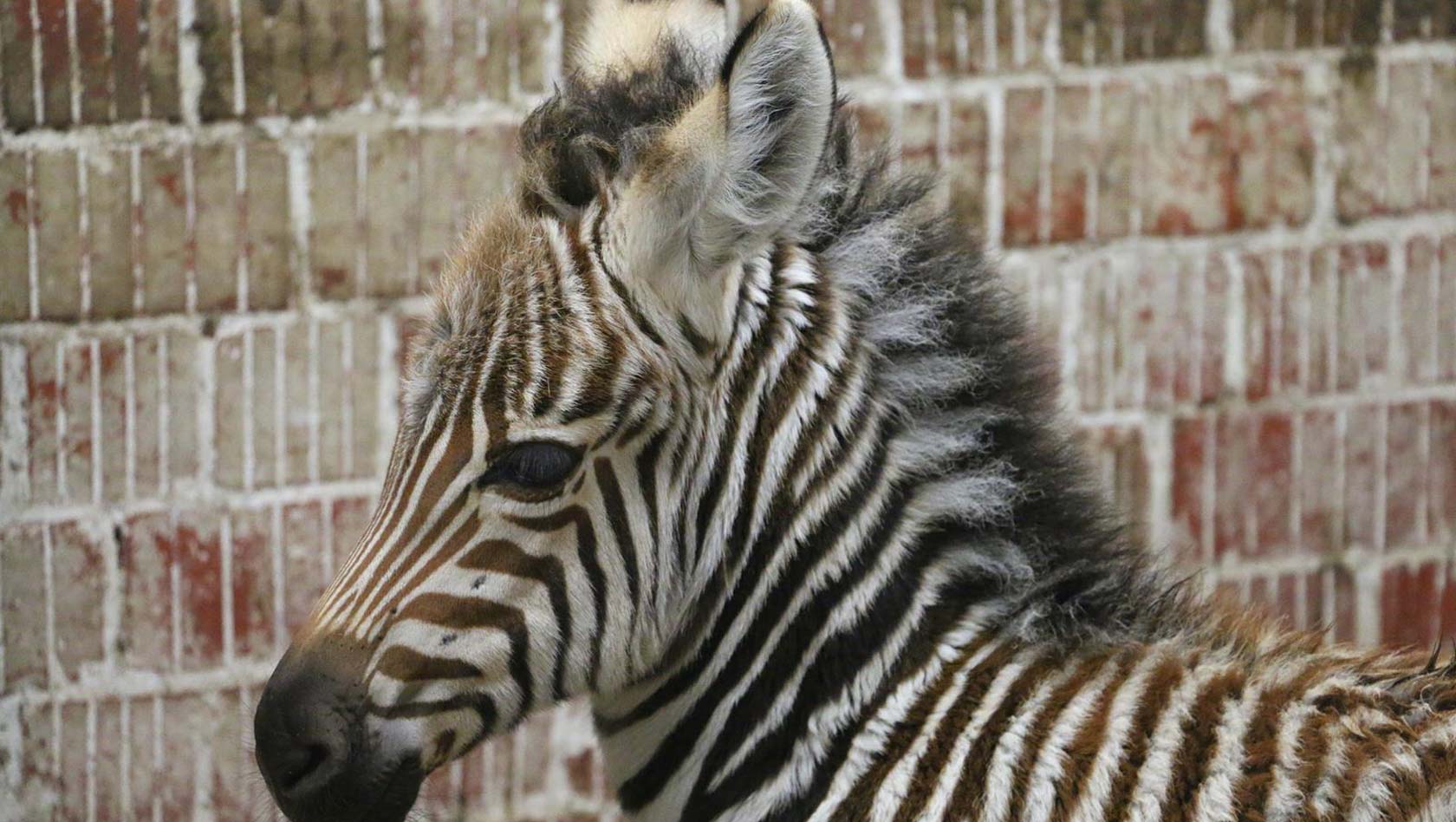 Zebra-Fohlen in der ZOOM Erlebniswelt 2016