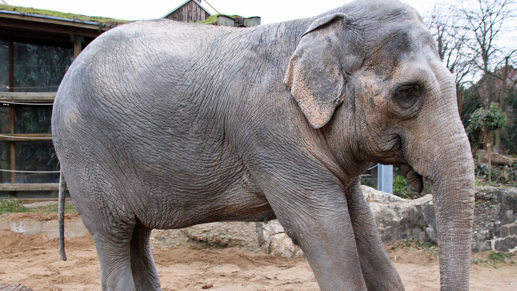 Shanti - Elefant im Zoo Karlsruhe - Krank
