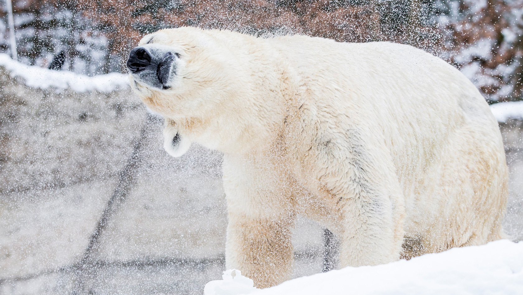 Eisbär im Schnee - Tierpark Hellabrunn