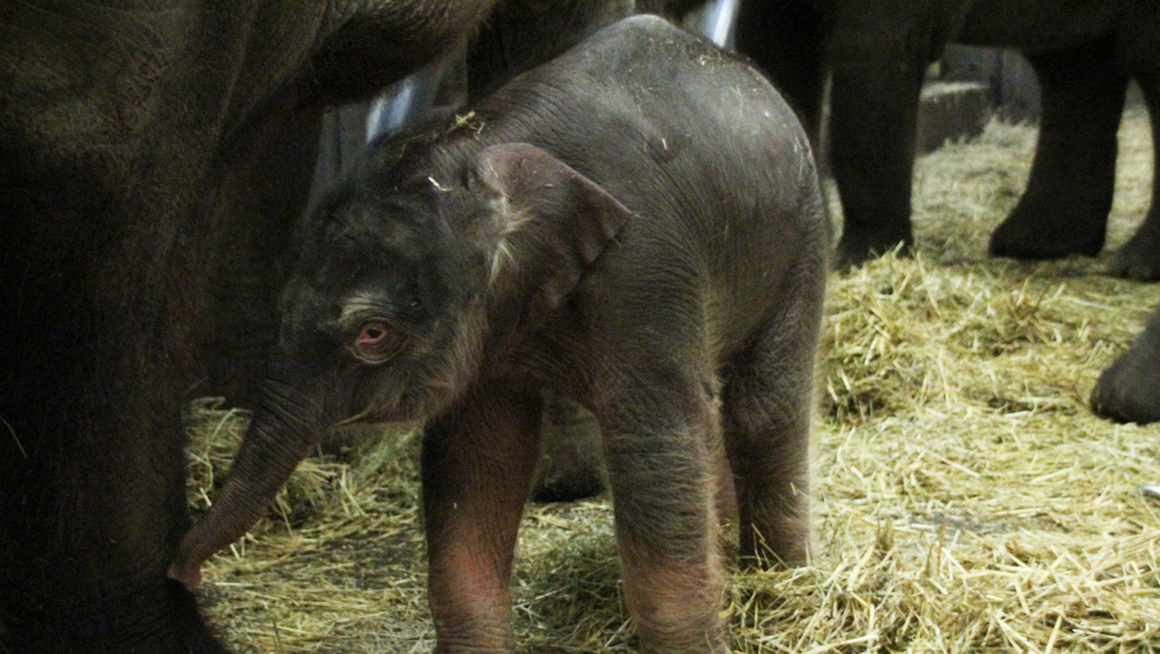 Erlebnis-Zoo Hannover Elefanten-Baby 2017