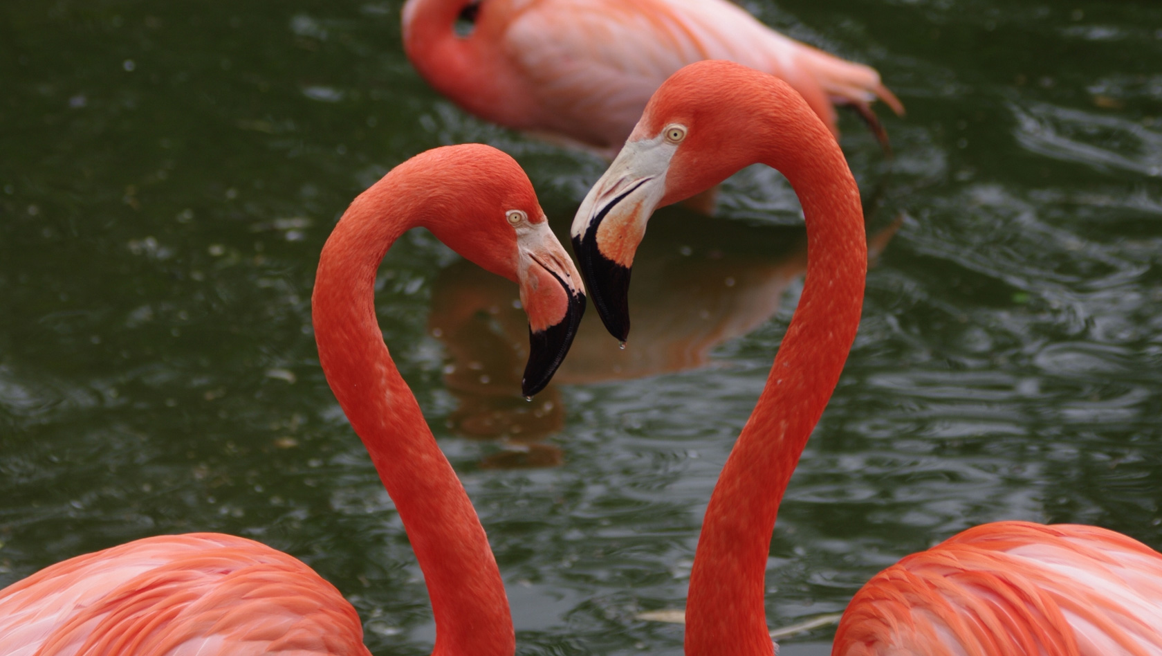 Flamingo-Köpfe in Herzform