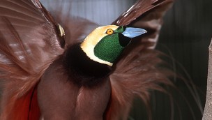 Raggi-Paradiesvogel im Weltvogelpark Walsrode