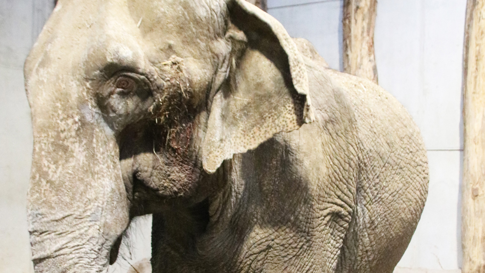 Elefantenkuh Lina im Zoo Karlsruhe - Altersresidenz