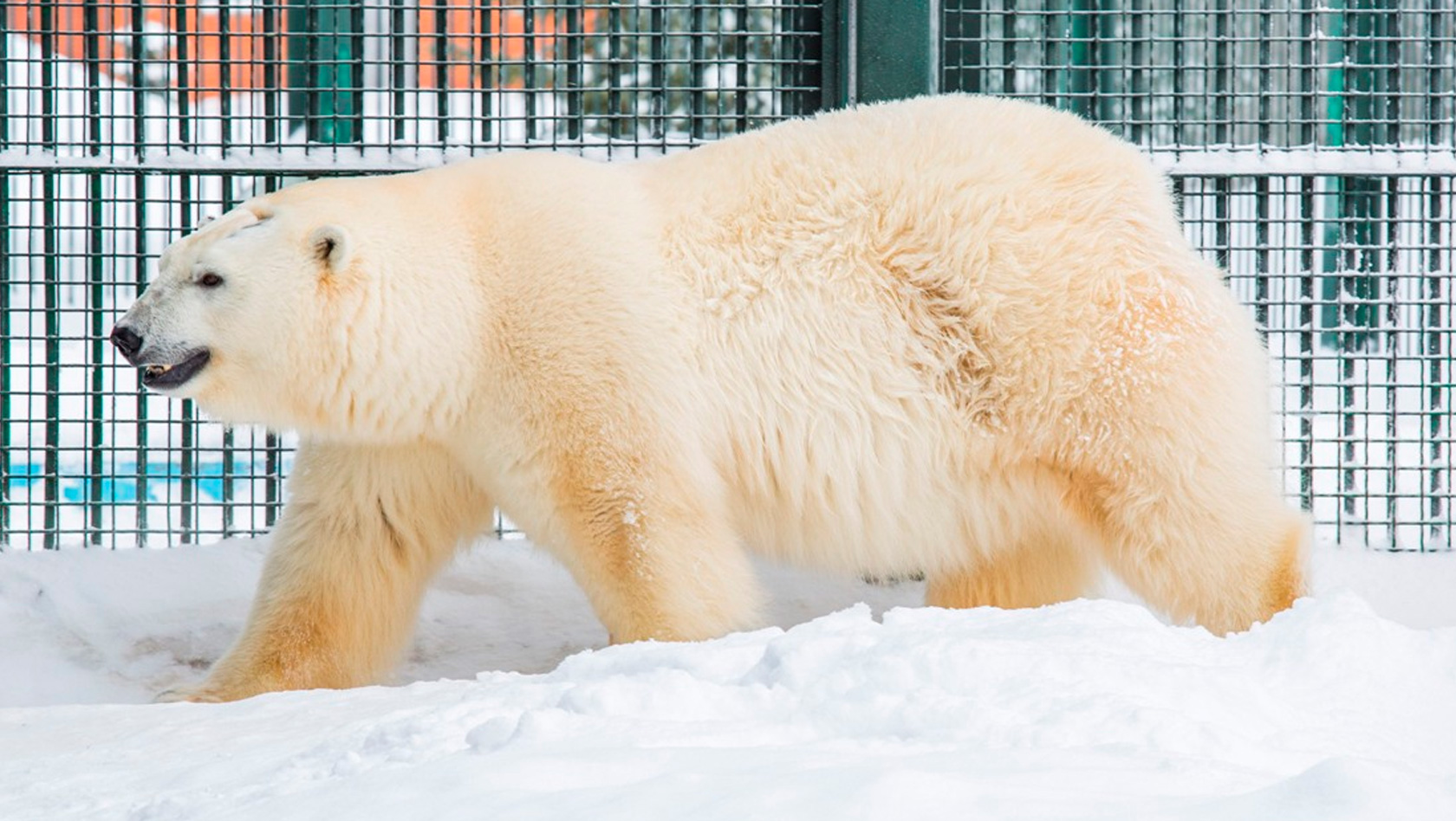 Milana Eisbär im Zoo Hannover aus Moskau