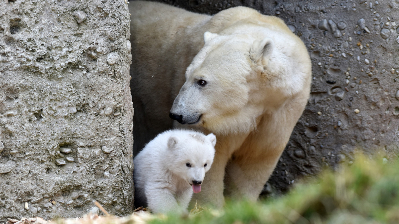 Tierpark Hellabrunn Eisbären-Mädchen