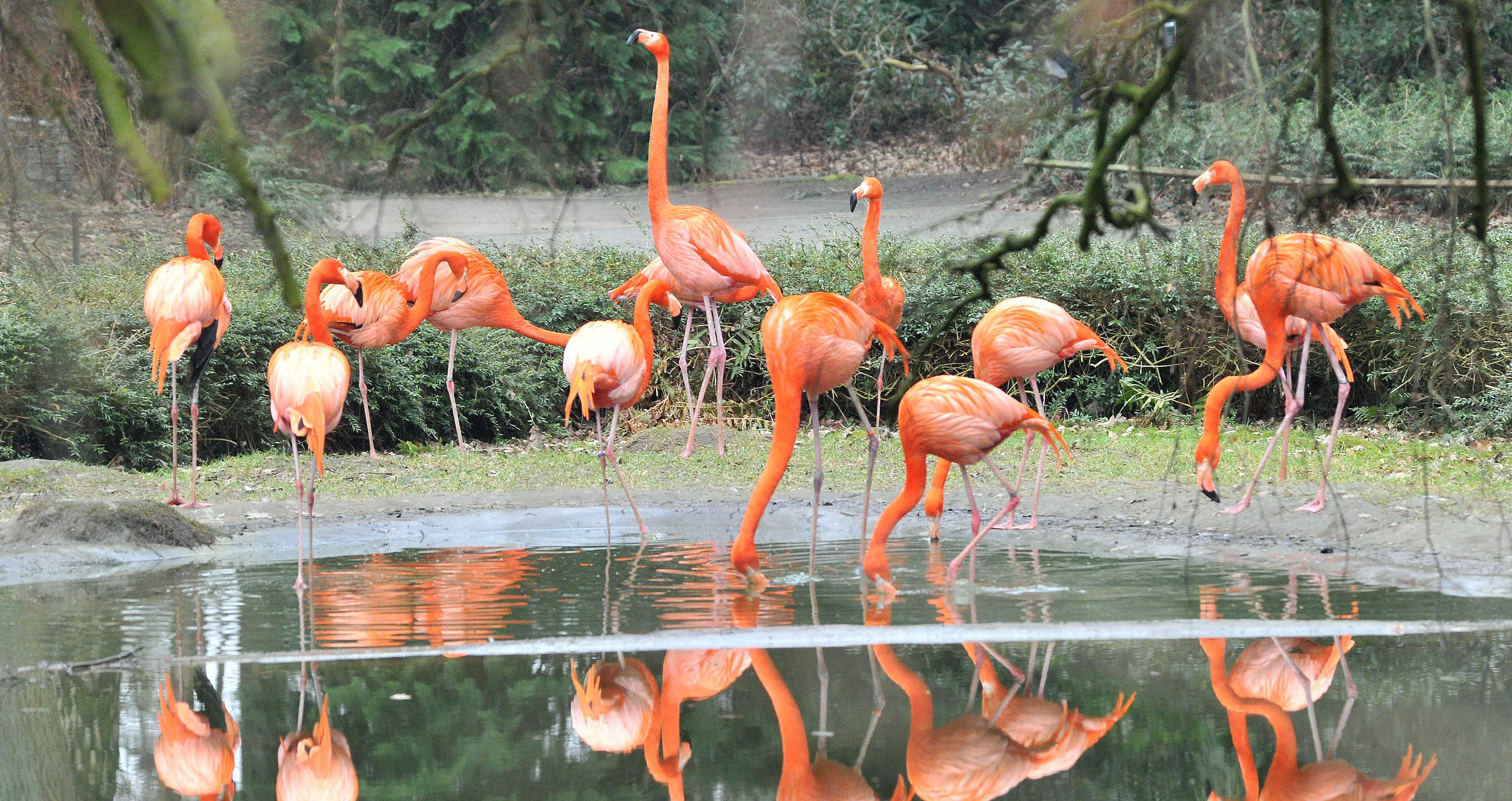 Flamingos im Zoo Rostock