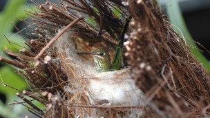 Kolibri-Nest im Weltvogelpark Walsrode