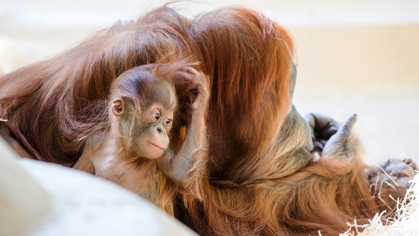 Tierpark Hellabrunn Orang Utan-Babys Namen
