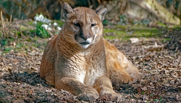Tierpark Hellabrunn Puma