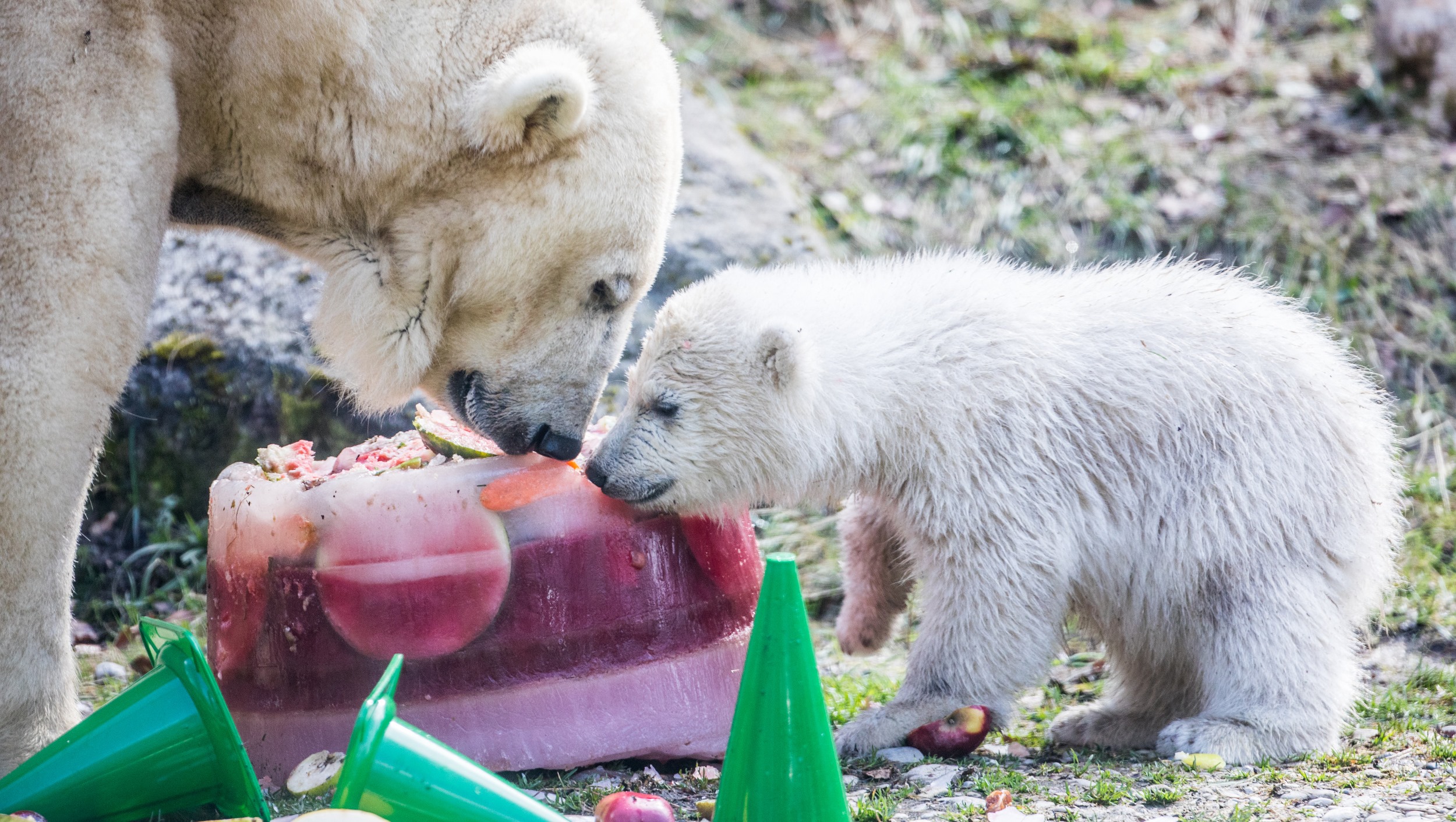 Tierpark Hellabrunn Eisbärenbaby Quntana Taufe