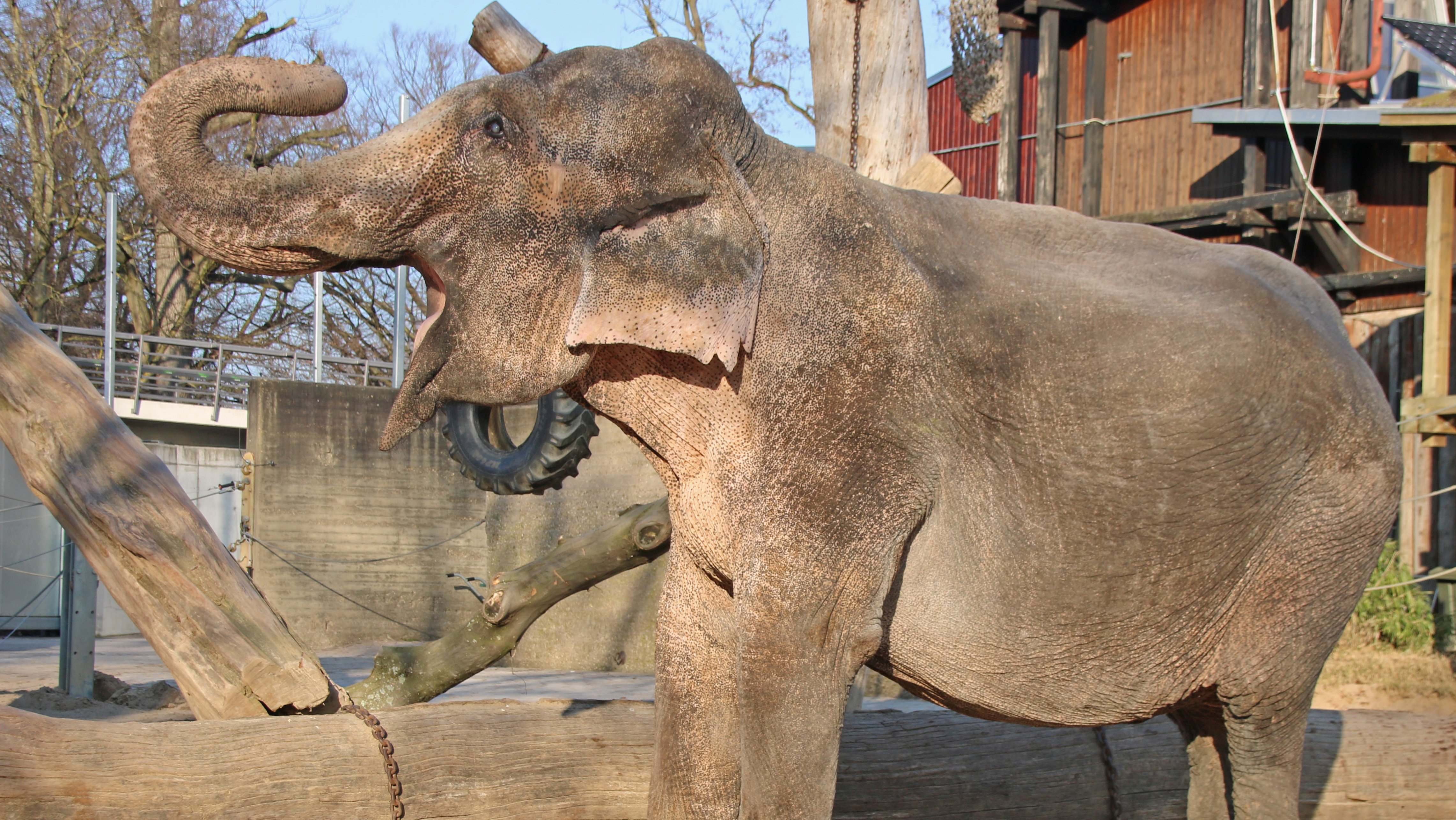 Zoo Karlsruhe Elefantenkuh Nanda