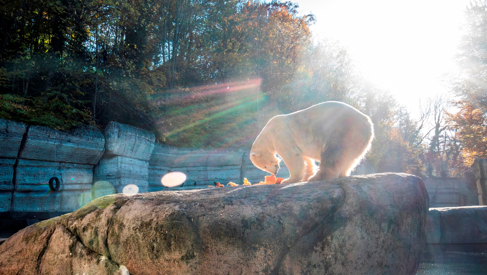 Eisbär gestorben in Tierpark Hellabrunn München: Yoghi