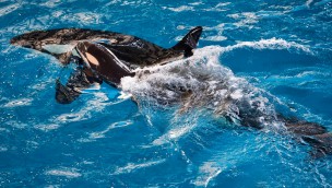 Orca-Baby Killerwal SeaWorld San Antonio