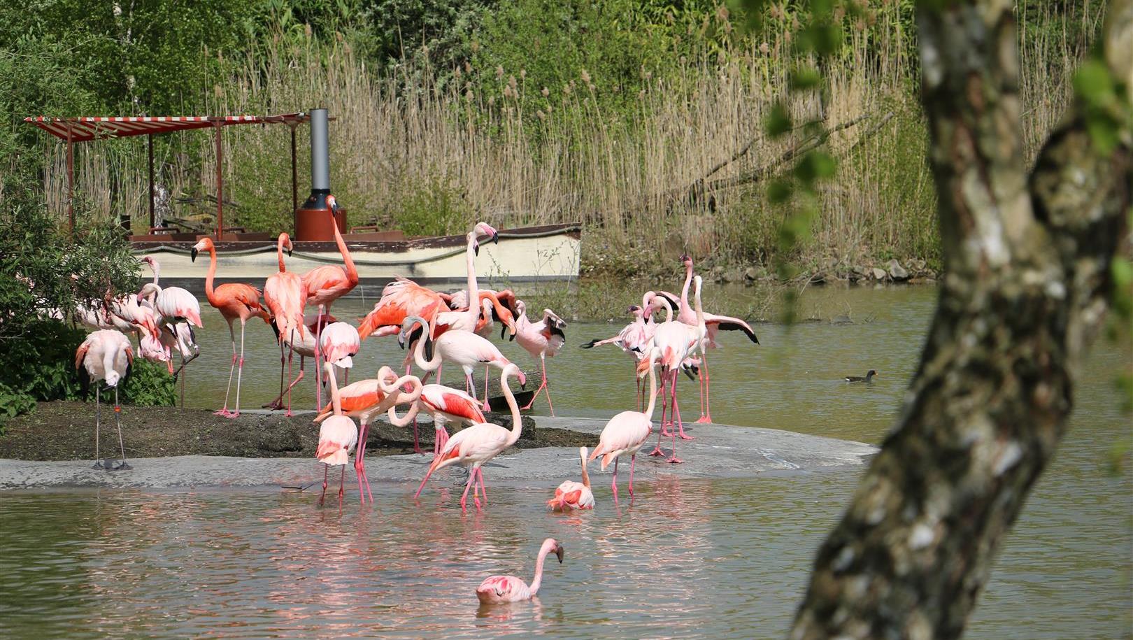 ZOOM Erlebniswelt Flamingos
