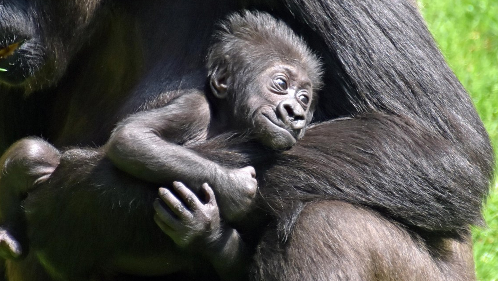 Flachland Gorilla Baby auf dem Arm seiner Mutter im Zoo Hannover 2017