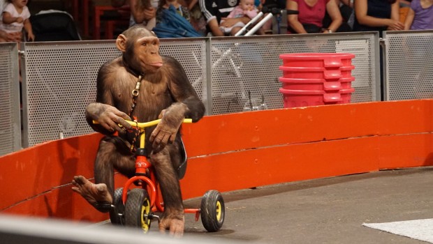 Schwaben-Park Affen Show Dreirad
