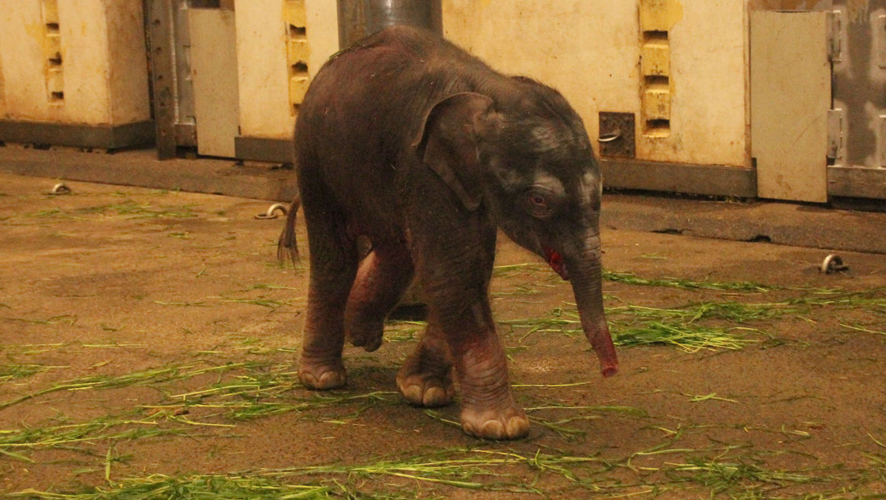 Zoo Hannover Elefant Baby Floh