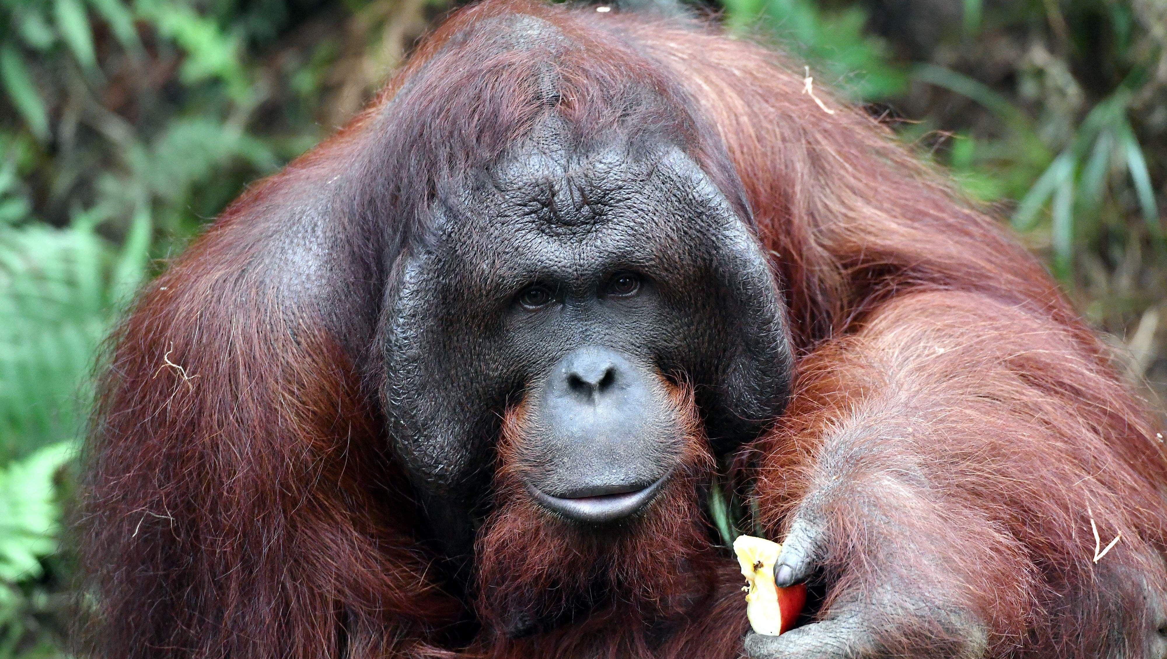 Zoo Rostock erwartet Orang-Utan-Nachwuchs