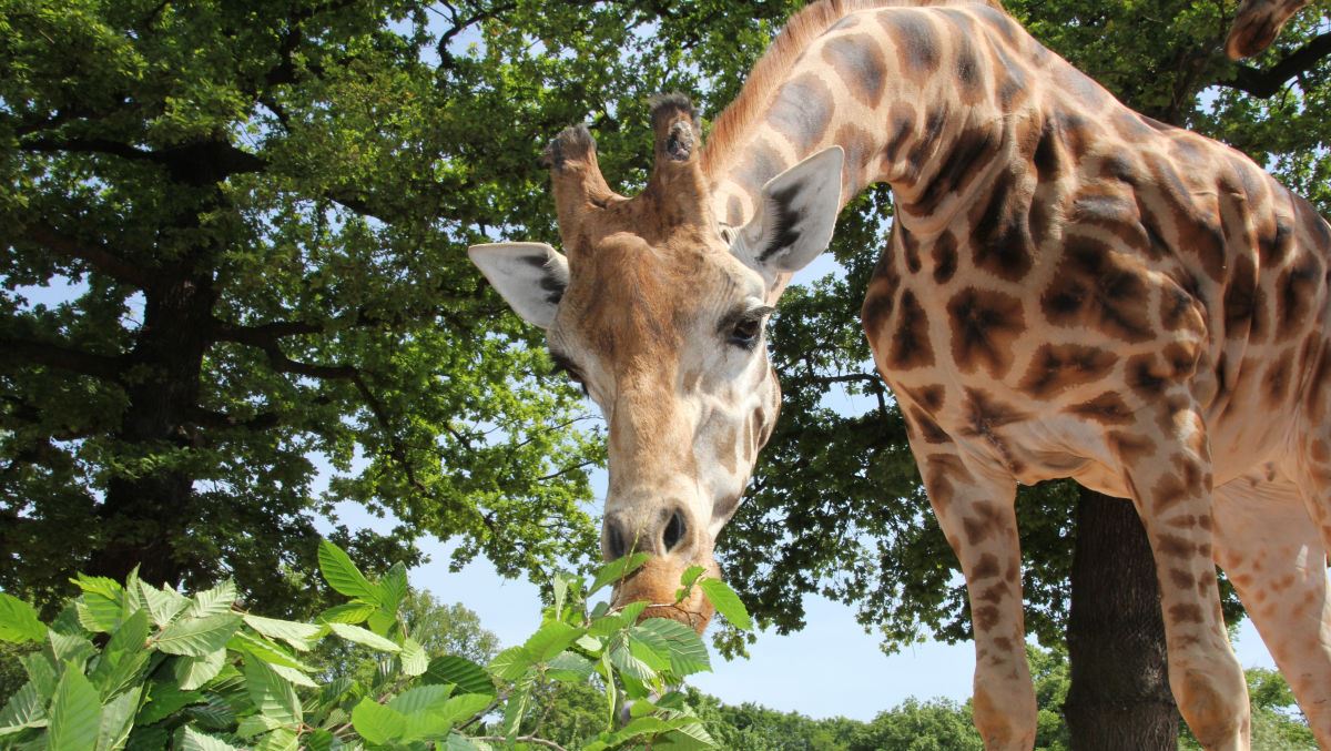 Erlebnis-Zoo Hannover Giraffe Juji