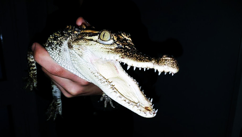 Welt der Reptilien - Zoo Torgau - Krokodil