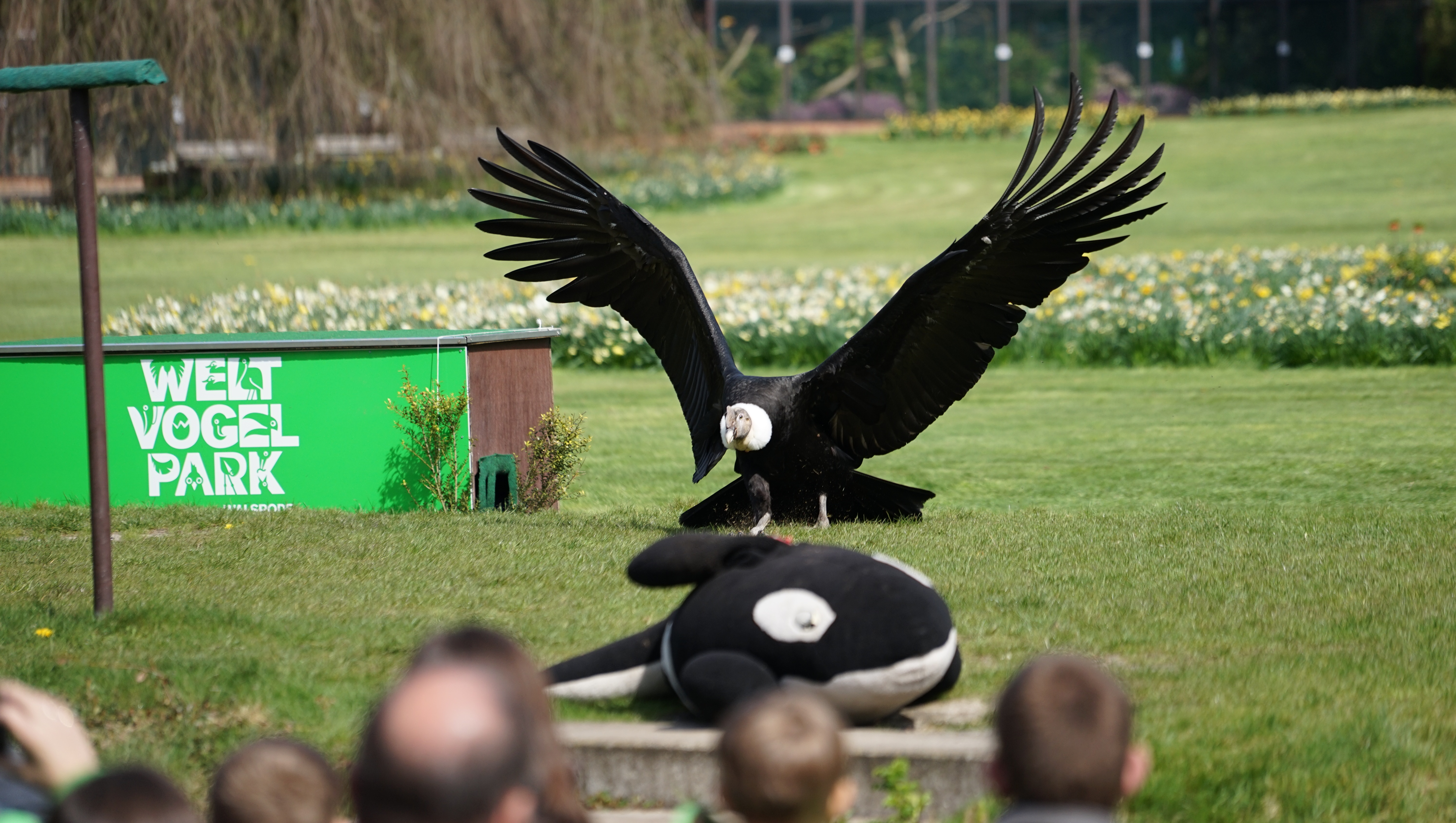 Weltvogelpark Walsrode Andenkondor Flugshow