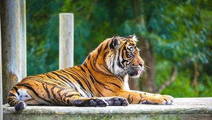 Chessington World of Adventures Sumatra-Tiger