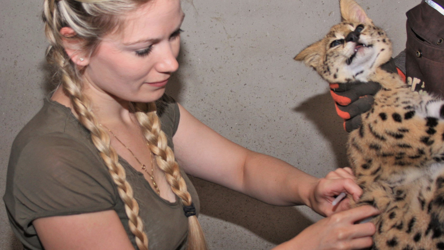 Impfung des Serval im Tier- und Freizeitpark Thüle