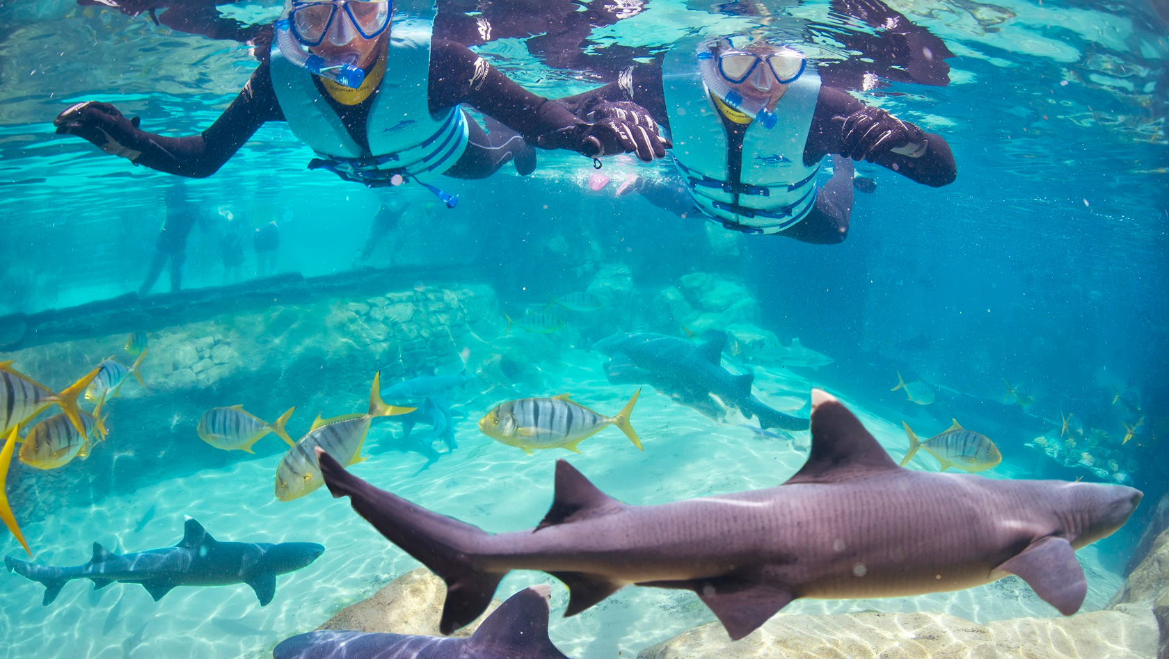 Tauchen mit Haien in Orlando Discovery Cove SeaWorld