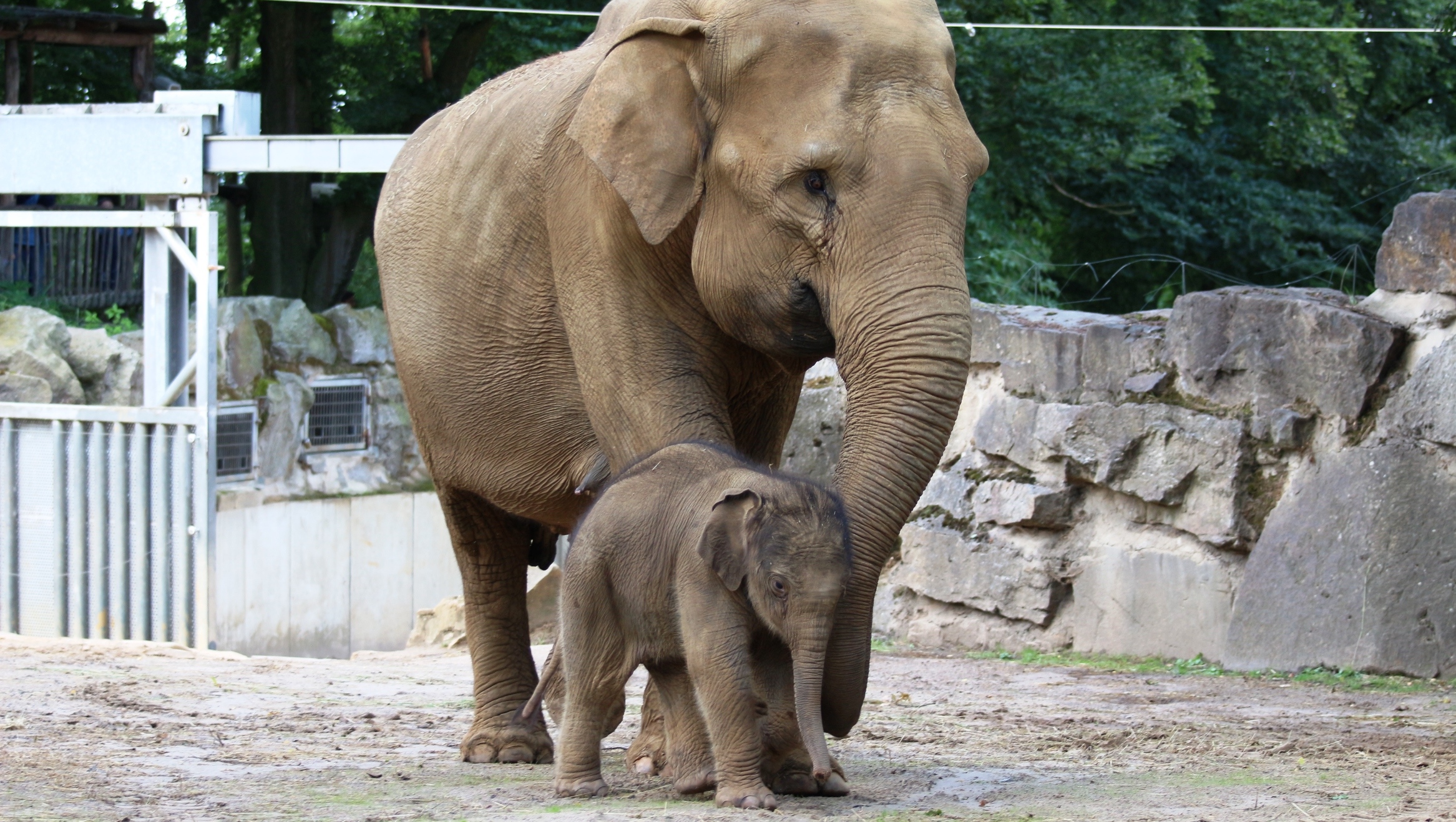 Zoo Osnabrück Elefantenjungbulle Minh-Tan mit Mutter Douanita