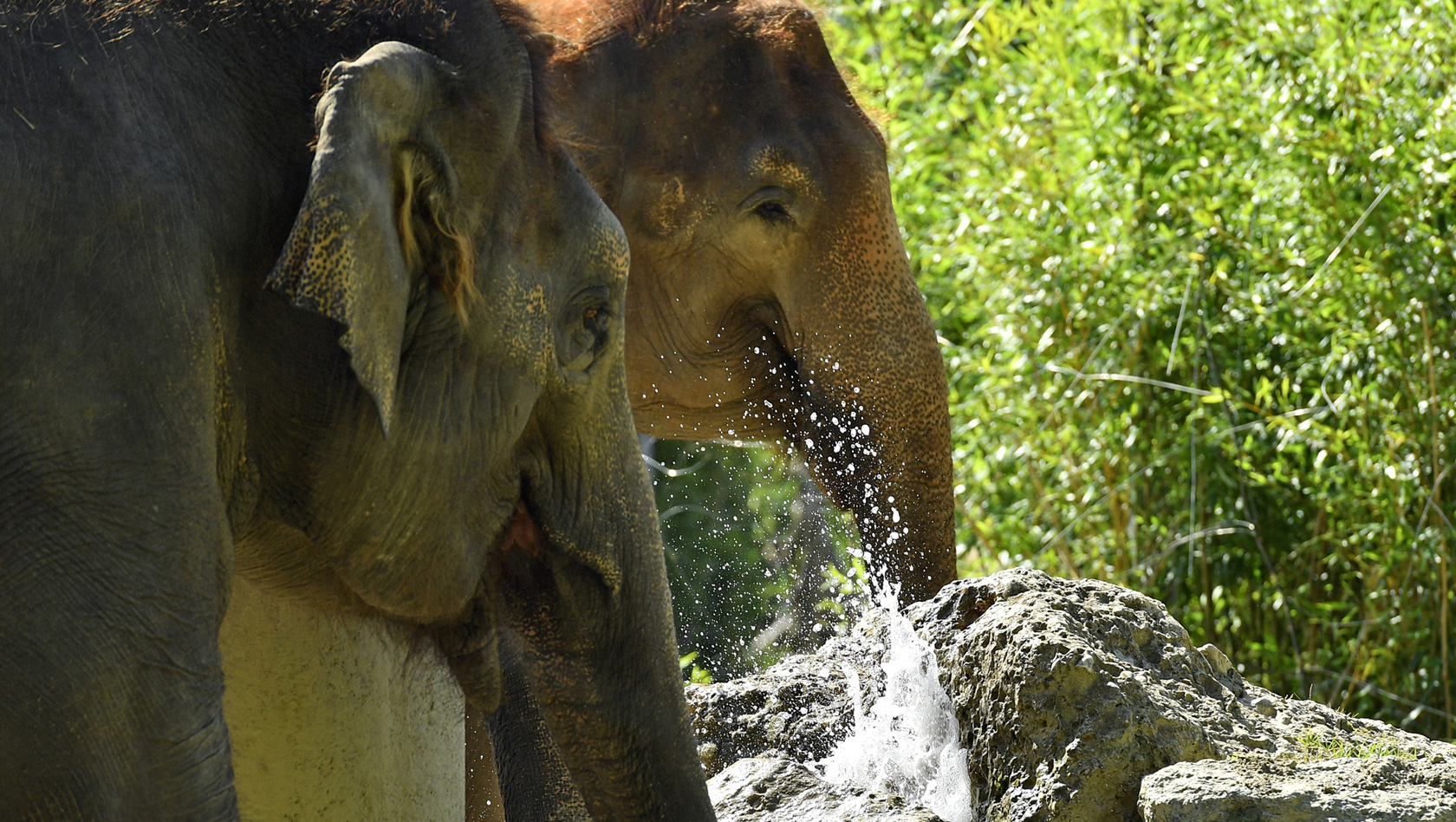 Elefanten trinken Wasser im Tierpark Hellabrunn