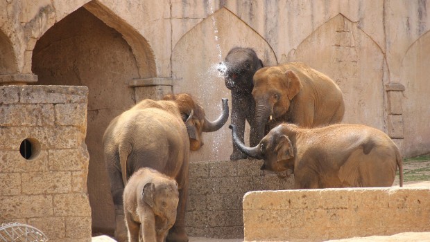 Erlebnis-Zoo Hannover Elefanten