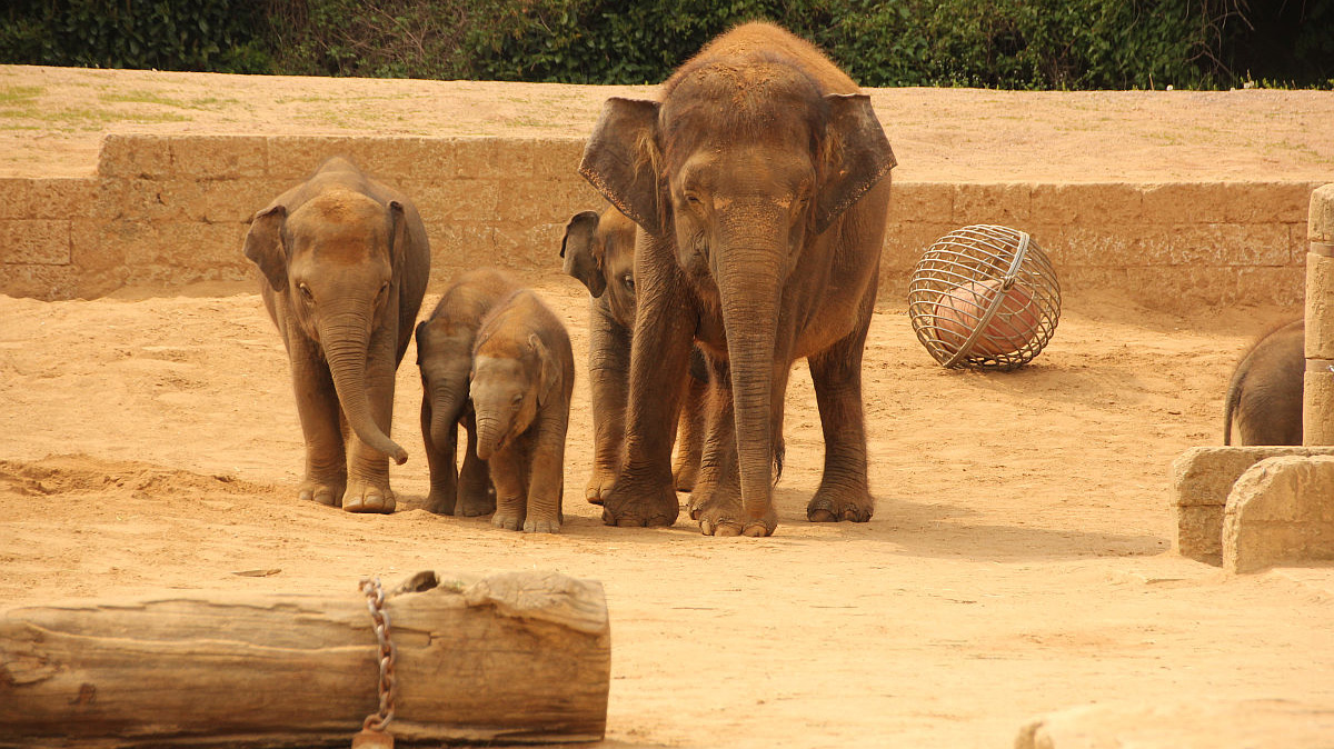 Erlebnis-Zoo Hannover Elefanten