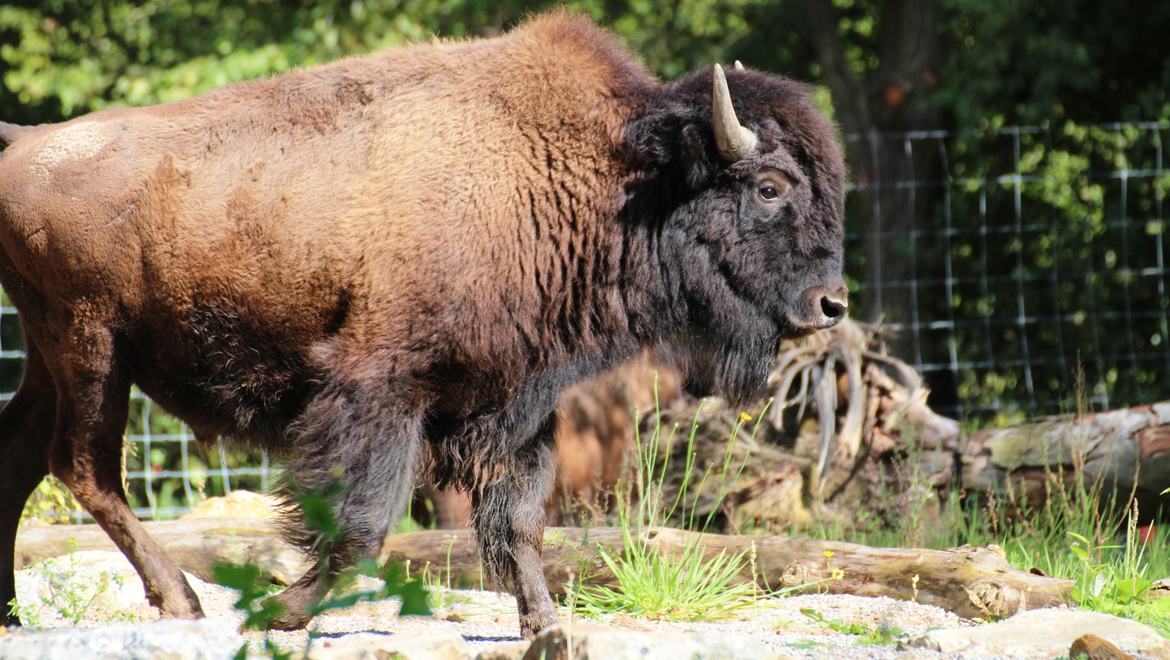 Bison im Zoo Osnabrück
