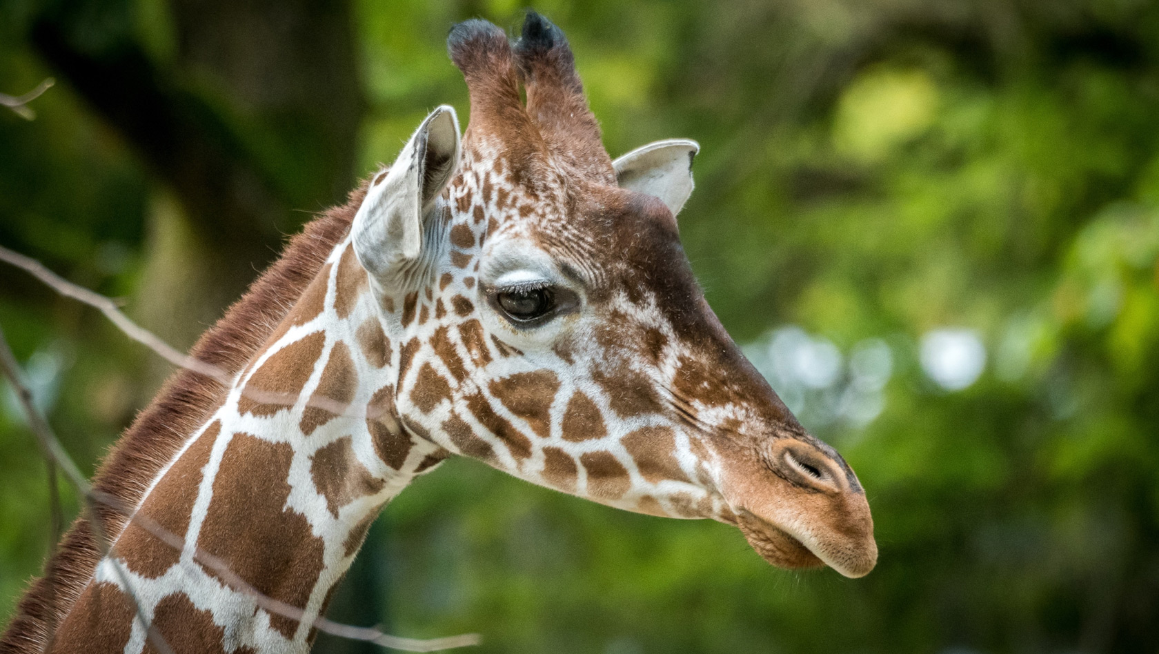 Münchner Tierpark Hellabrunn Giraffe Baridi